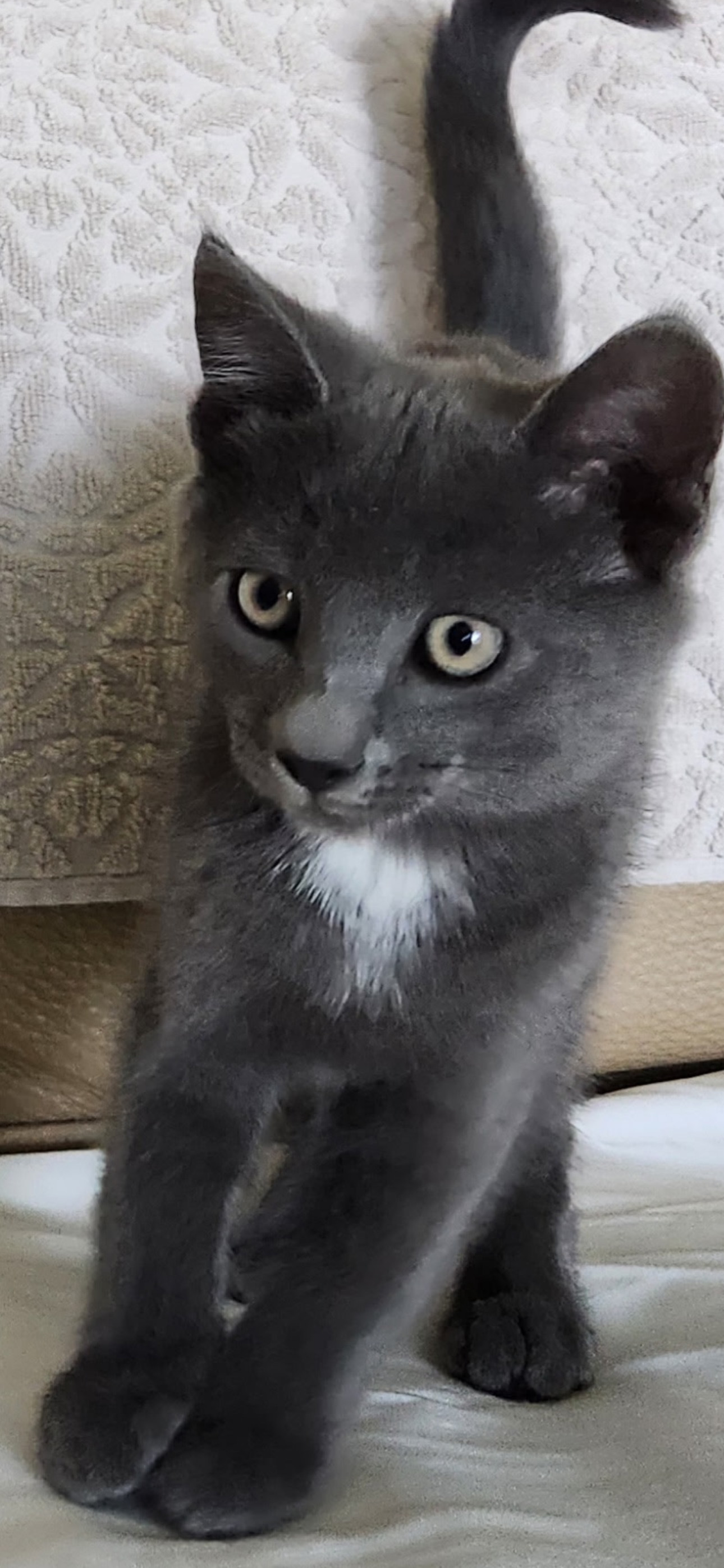 Malcolm ( Monica)