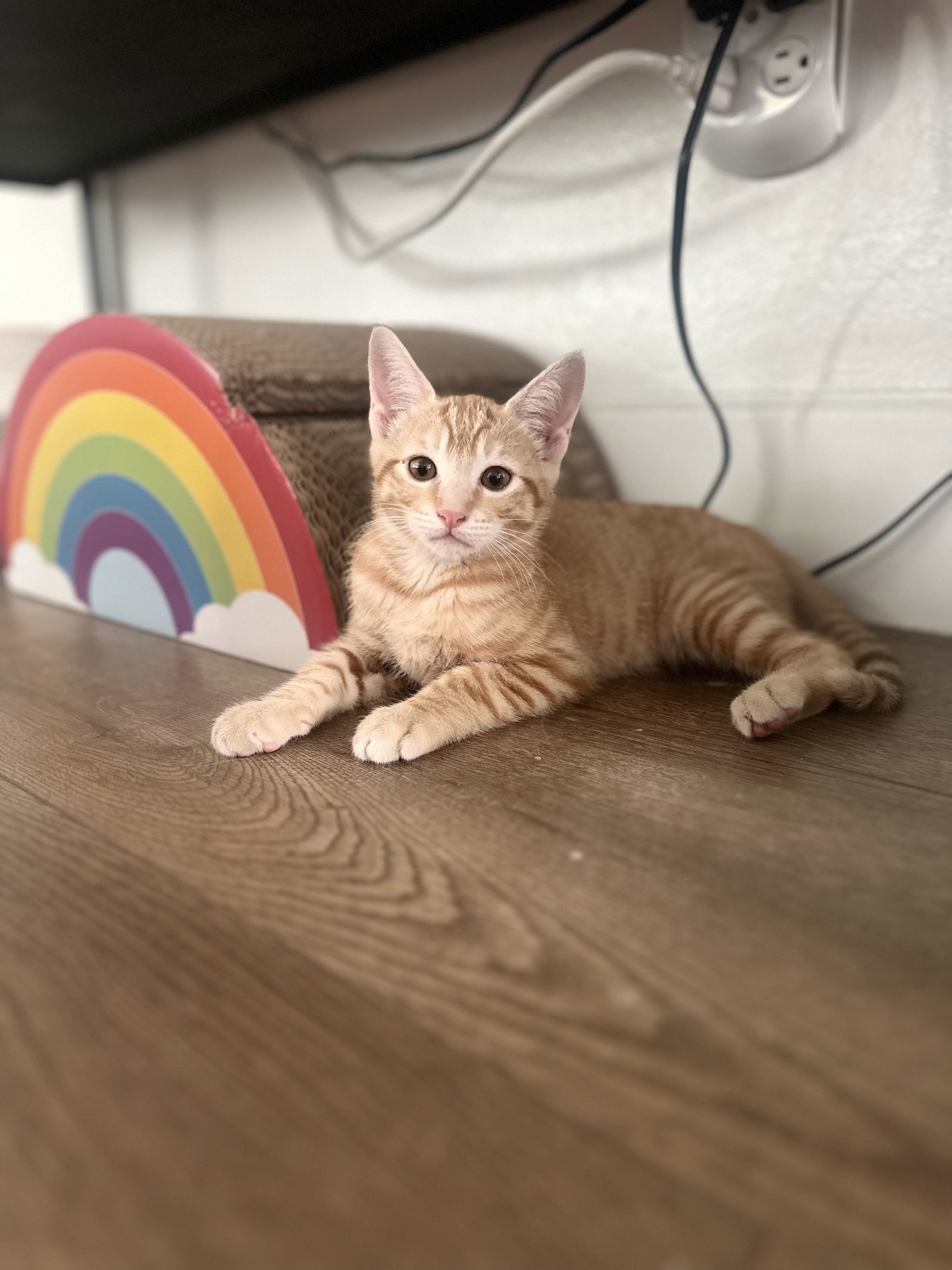 Chester ( Nicole)