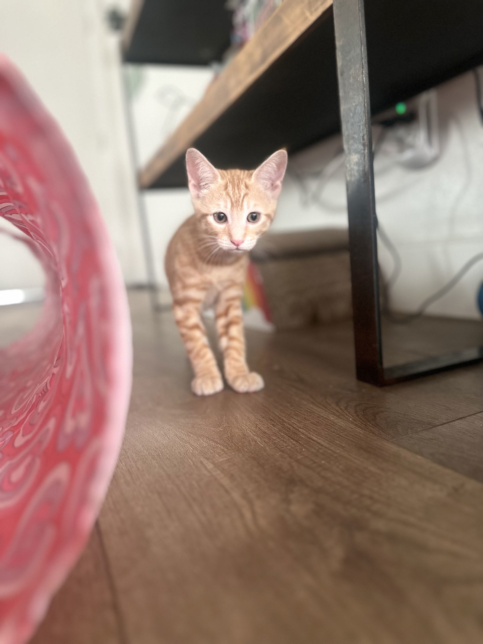Chester ( Nicole)