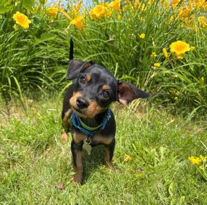 Luciano, Baby Male Dachshund