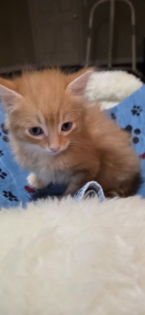 Bryer, Baby Male Domestic Short Hair