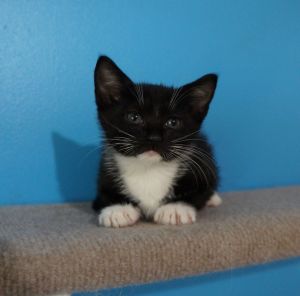 Miracle Tuxedo Cat