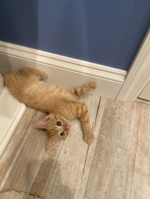 SPRITE, Young Female Domestic Short Hair