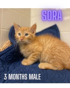 SORA, Young Male Domestic Short Hair
