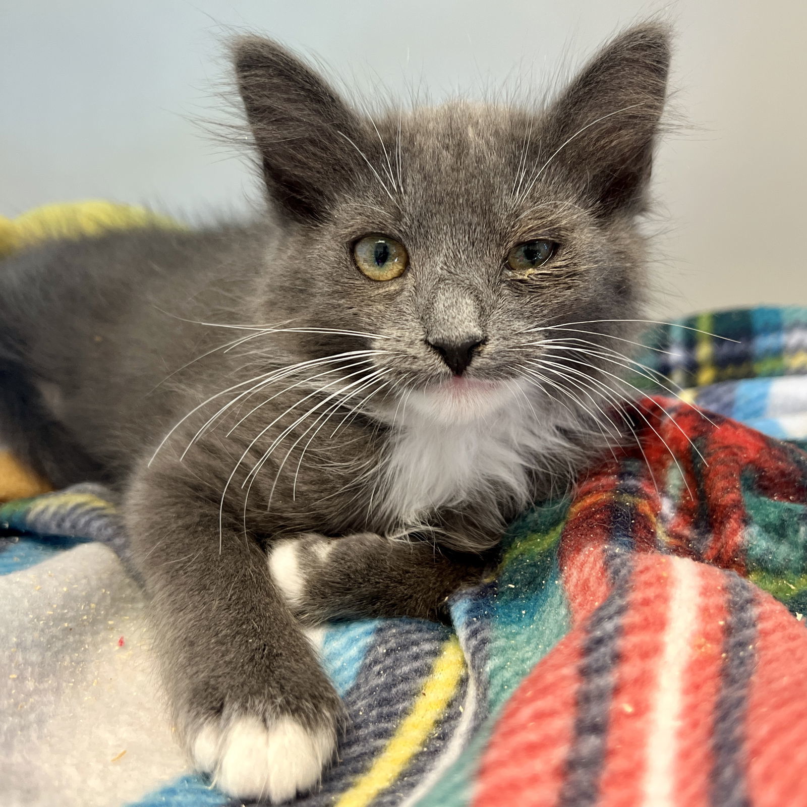 Luna (bonded w/ Cupid)