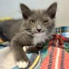 Luna (bonded w/ Cupid) photo 1