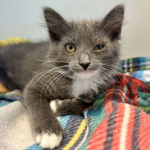 Luna (bonded w/ Cupid), Baby Female Domestic Short Hair