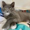 Luna (bonded w/ Cupid) photo 2