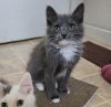 Luna (bonded w/ Cupid) photo 3