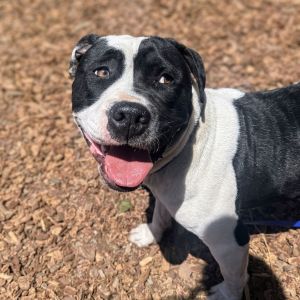 Lychee, Young Female Pit Bull Terrier
