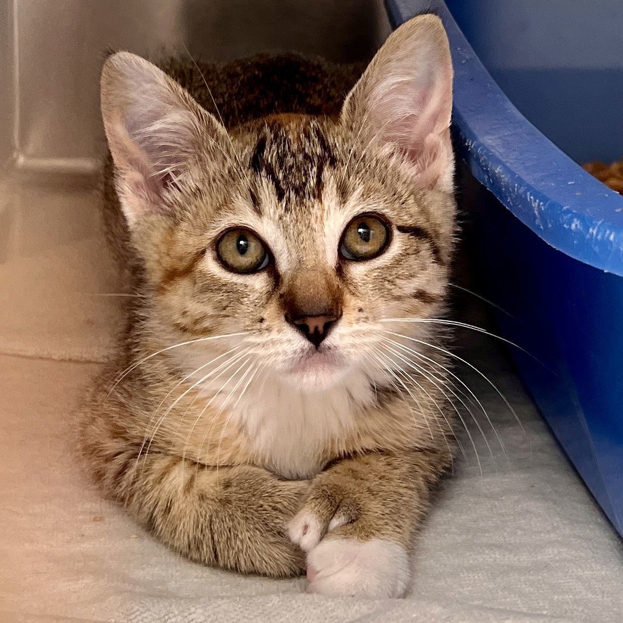 Bix(Bonded with Cassian)
