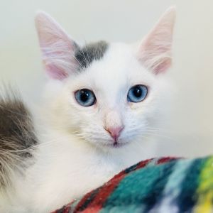 Cupid (bonded w/ Luna), Baby Male Domestic Short Hair