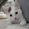 Cupid (bonded w/ Luna) photo 2
