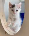 Cupid (bonded w/ Luna) photo 3