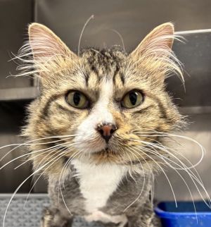 Bobert, Adult Male Domestic Medium Hair