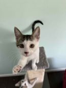 Mirin's profile on Petfinder.com
