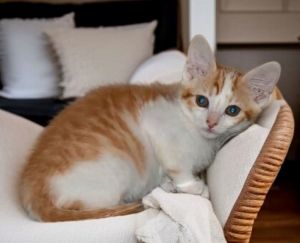 Archie American Shorthair Cat