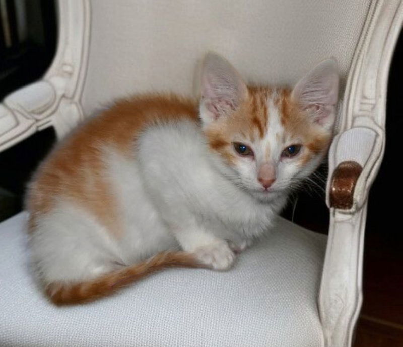 Archie