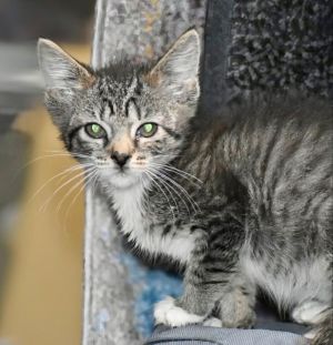 Billie Tabby Cat