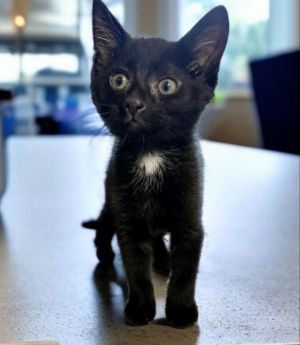 Binx Domestic Short Hair Cat