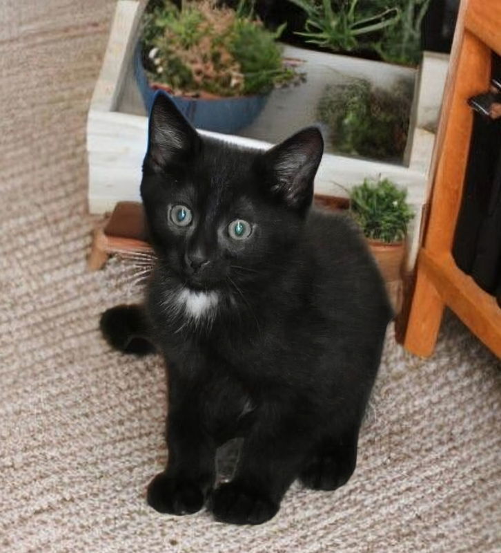 Binx