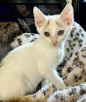 Colby Domestic Short Hair Cat