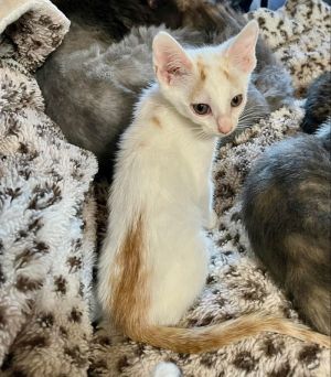 Colby Meet Colby Colby had a feral mom and was brought into rescue by some nice people who found th