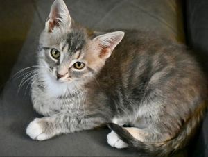 Teddy Tabby Cat