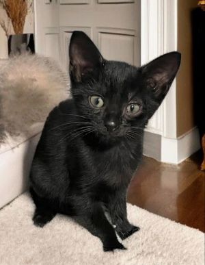 Raven Bombay Cat