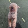 Teddy photo 2