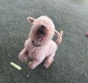 Teddy photo 3