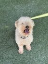 Teddy photo 4