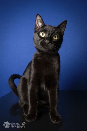 Wanda Domestic Short Hair Cat