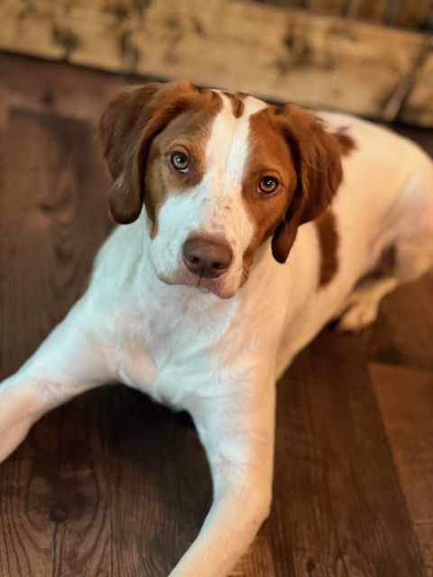 MN/Bentley, an adoptable Brittany Spaniel in Green Bay, WI, 54301 | Photo Image 1