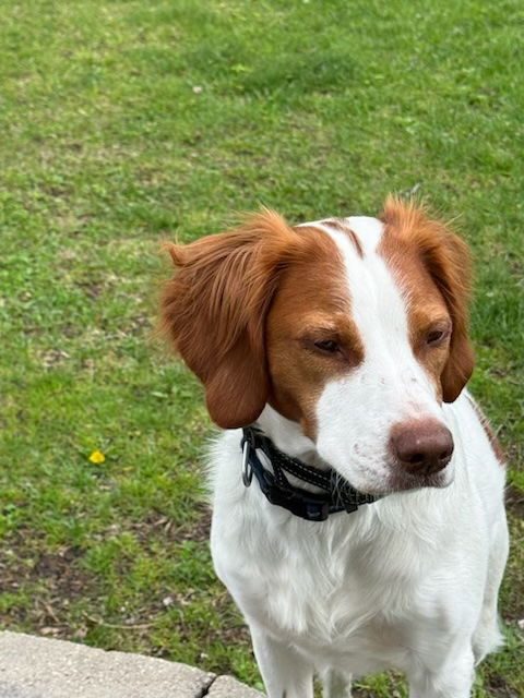 MN/Bentley, an adoptable Brittany Spaniel in Green Bay, WI, 54301 | Photo Image 2