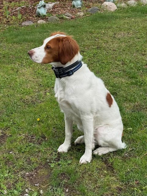 MN/Bentley, an adoptable Brittany Spaniel in Green Bay, WI, 54301 | Photo Image 3