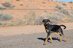 Diesel, Adult Male Rottweiler