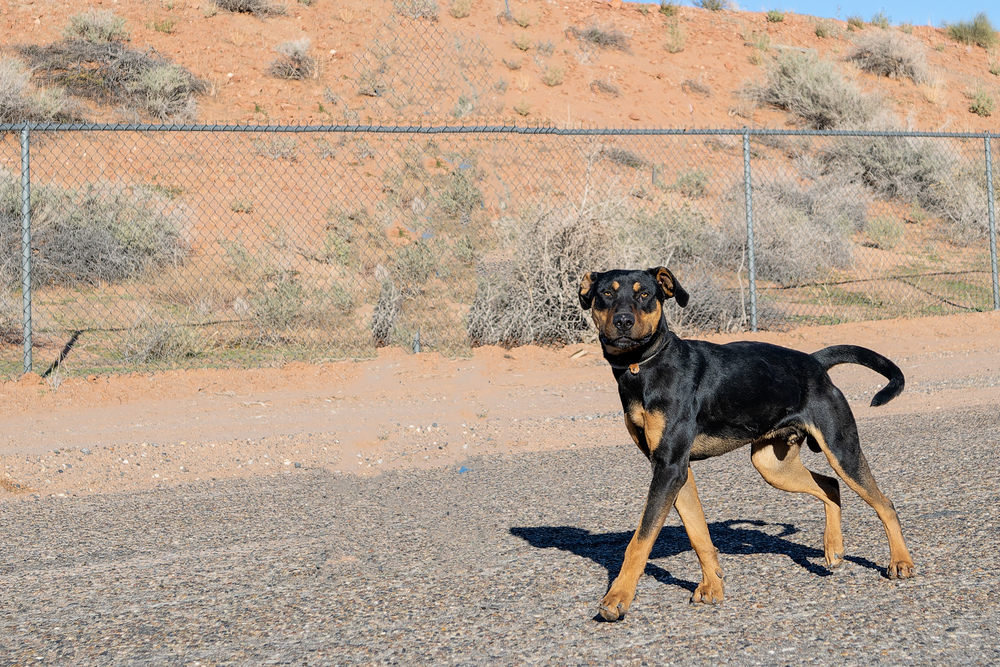 Diesel, an adoptable Rottweiler in Page, AZ, 86040 | Photo Image 1