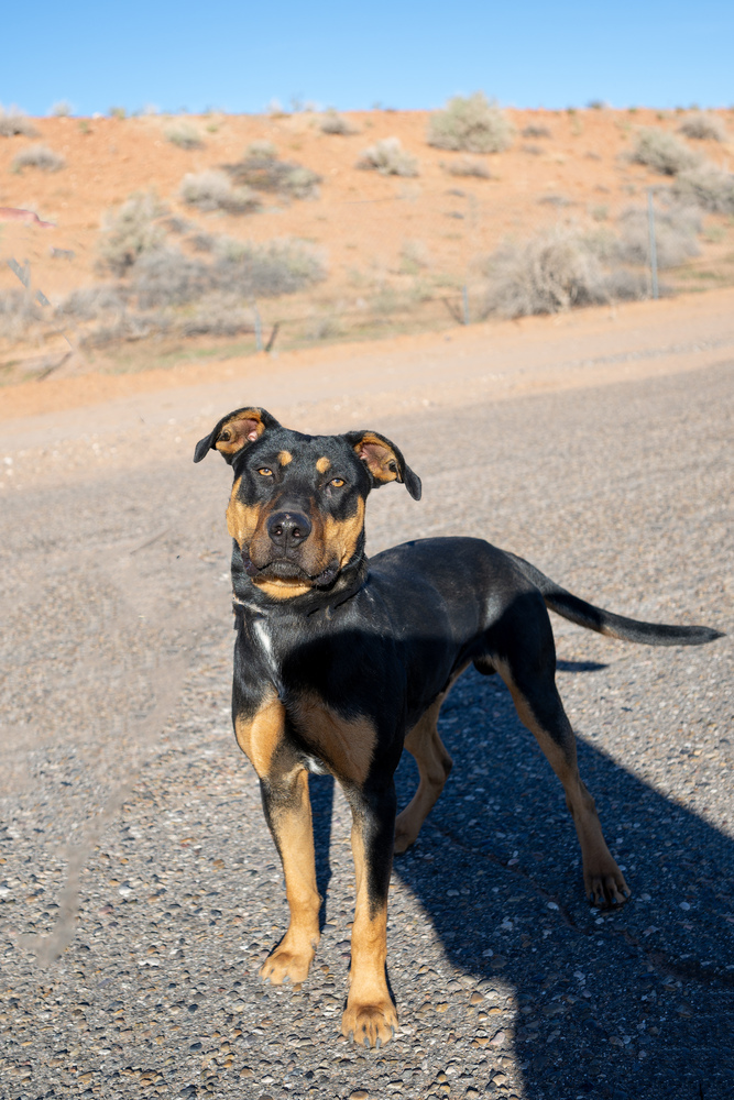 Diesel, an adoptable Rottweiler in Page, AZ, 86040 | Photo Image 2