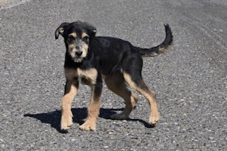 Karl, an adoptable Terrier in Page, AZ, 86040 | Photo Image 1