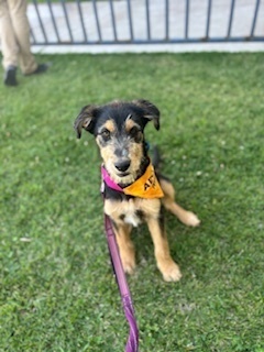 Karl, an adoptable Terrier in Page, AZ, 86040 | Photo Image 2