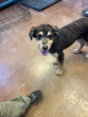 Karl, an adoptable Terrier in Page, AZ, 86040 | Photo Image 3