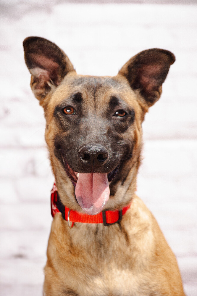 LAIKA, an adoptable German Shepherd Dog in Langley, BC, V2Y 3K1 | Photo Image 1