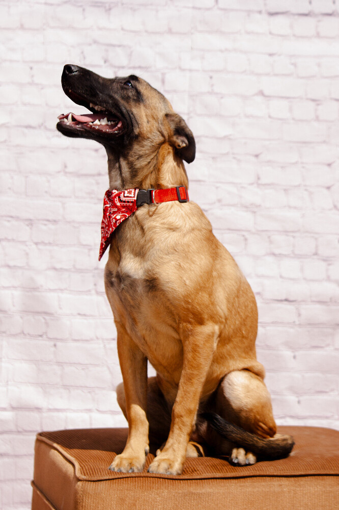 LAIKA, an adoptable German Shepherd Dog in Langley, BC, V2Y 3K1 | Photo Image 2