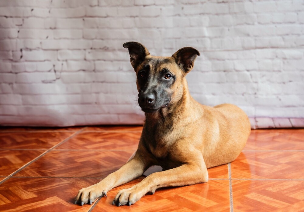 LAIKA, an adoptable German Shepherd Dog in Langley, BC, V2Y 3K1 | Photo Image 3