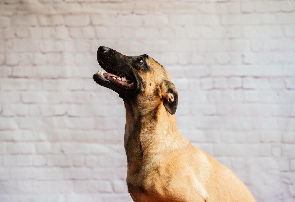 LAIKA, an adoptable German Shepherd Dog in Langley, BC, V2Y 3K1 | Photo Image 4