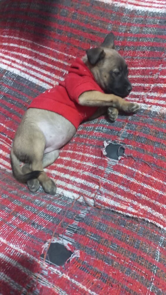 LAIKA, an adoptable German Shepherd Dog in Langley, BC, V2Y 3K1 | Photo Image 5