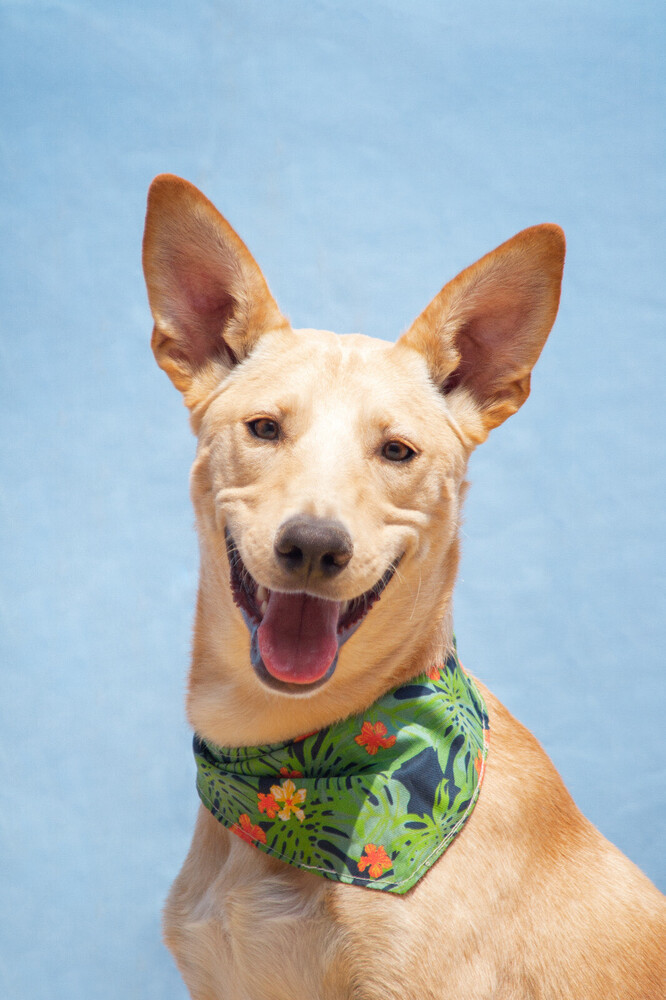 AKIRA, an adoptable Shepherd in Langley, BC, V2Y 3K1 | Photo Image 1