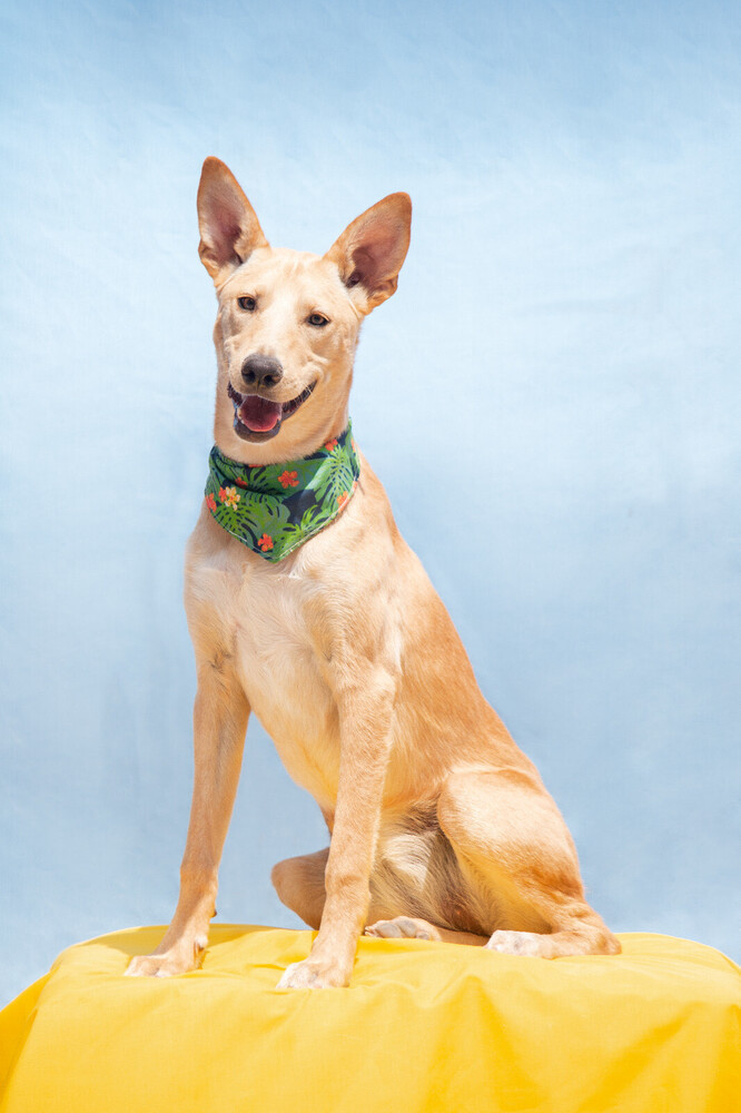 AKIRA, an adoptable Shepherd in Langley, BC, V2Y 3K1 | Photo Image 2