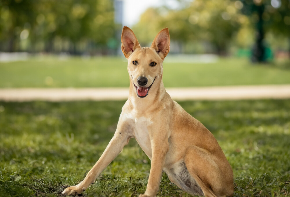 AKIRA, an adoptable Shepherd in Langley, BC, V2Y 3K1 | Photo Image 3